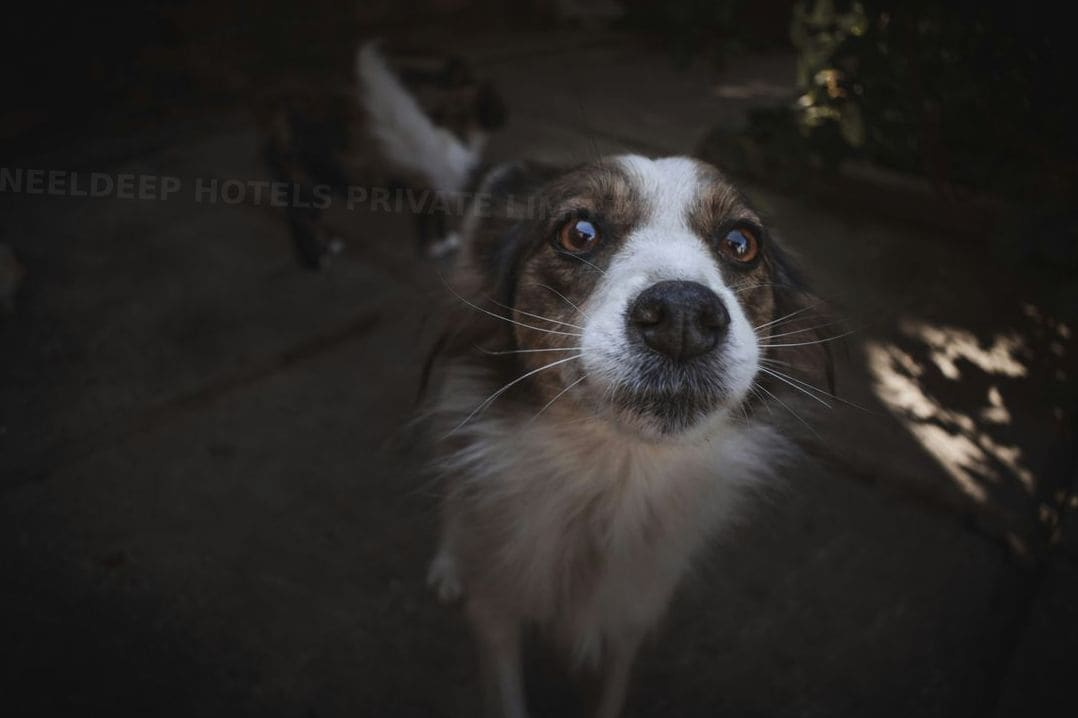 犬・猫のトリミング